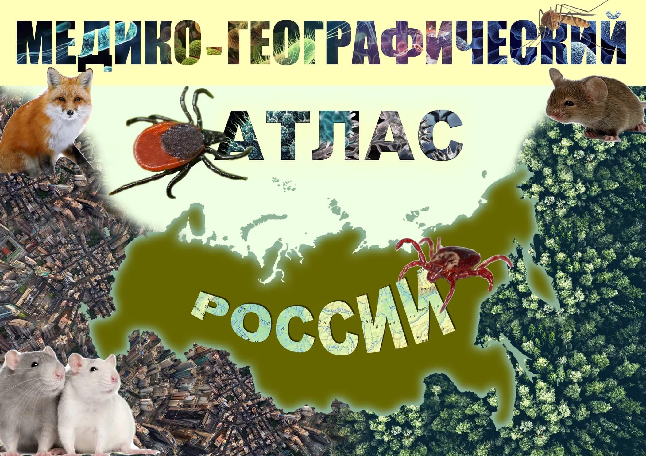 Обложка атласа (студенческая работа) Обложка атласа (студенческая работа)